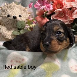 Red Sable Boy 1 - Sable male Dachshund puppy in Alice, Texas from Crimson’s longhair Dachshunds