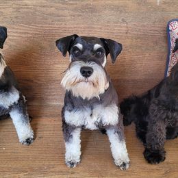 Miniature Schnauzers from Peach State Miniature Schnauzers