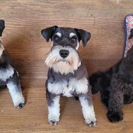 Miniature Schnauzers from Peach State Miniature Schnauzers