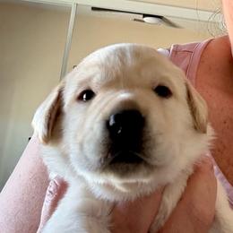 Sweet boy 2 - Yellow male Labrador Retriever puppy in Ranchita, California from Pacific Crest Labradors