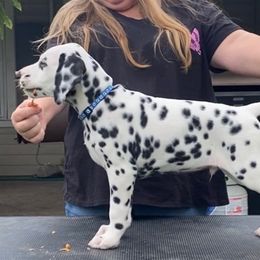 Sealy - Dalmatian puppy in Cleveland, Texas from Arrowhead Dalmatians
