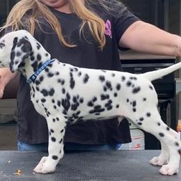 Sealy - Dalmatian puppy in Cleveland, Texas from Arrowhead Dalmatians