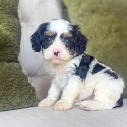 Teddy🐻 - Tri-color male Cavapoo puppy in Granbury, Texas from Triple Cross Doodles