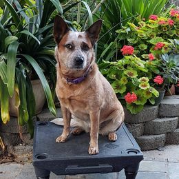 Australian Cattle Dogs from Fire Forged Australian Cattle Dogs
