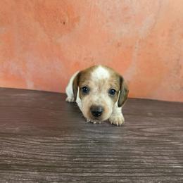 Boy 2 - Piebald male Dachshund puppy in Fallon, Nevada from Butterbean Dachshunds