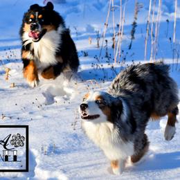 Miniature Australian Shepherd All Grown Up from Rustic Original Aussies