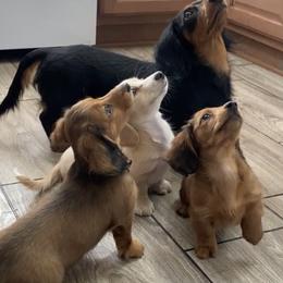 Dachshunds and Pembroke Welsh Corgis from Kendaline Kennels