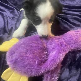 Bandit - Black and white male Border Collie puppy in Colorado Springs, Colorado from Bob & Donette's Border Collies