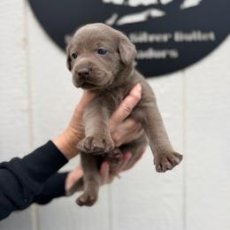 Teal collar - Silver female Dilute Retriever puppy in Valley Center, California from Stunning Silver Bullets Labradors