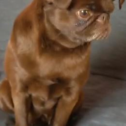 Nellie - Brussels Griffon