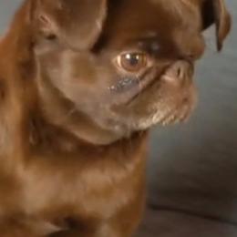 Nellie - Brussels Griffon