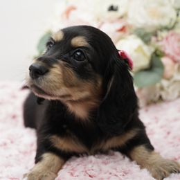 Dachshund Puppies from 30 Acre Woods Dachshunds