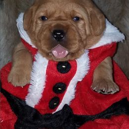 Labrador Retriever Puppies from Marquis Labradors