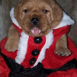 Labrador Retriever Puppies from Marquis Labradors