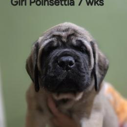 Girl 3 - Fawn female Mastiff puppy in Lake Villa, Illinois from Kharisma Mastiffs