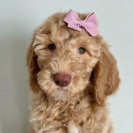 Light Pink - Cream female Goldendoodle puppy in Hesperia, Michigan from Red Acres Poodles & Doodles