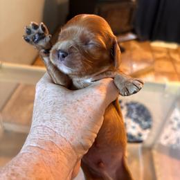 Quinlin - Ruby male Cavalier King Charles Spaniel puppy in Lambertville, Michigan from Dream Dog LLC