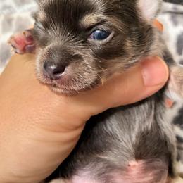 Pudding - Blue female Chihuahua puppy in Westport, New York from Chantilly chihuahuas