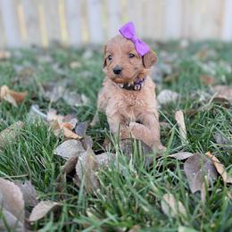 Edith-Purple - Red  female Goldendoodle puppy in Casper, Wyoming from 307 Doodles