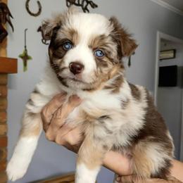 Rose - Blue merle female Miniature Australian Shepherd puppy in Copperas Cove, Texas from Aussies Acre