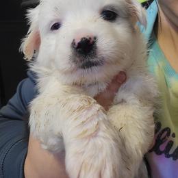 Cupid - Blue merle male Miniature Australian Shepherd puppy in Dalhart, Texas from RNL Family Raised Pups