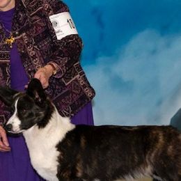 Cardigan Welsh Corgis from Dori L Johnson