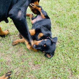 Doberman Pinscher Puppies from TeatreeDoberman