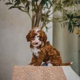 Gray Collar Harmony - Parti male Goldendoodle puppy in Oak Hills, California from High Desert Doodles