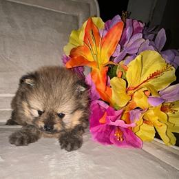 Milo - Orange sable male Pomeranian puppy in Zavalla, Texas from Precious Puff Poms