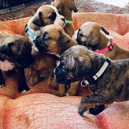 Girl 1 - Fawn female Boxer puppy in Apopka, Florida from Boxer Puppies