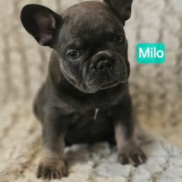 Milo - Tricolors male French Bulldog puppy in Neosho, Missouri from K2S Frenchies