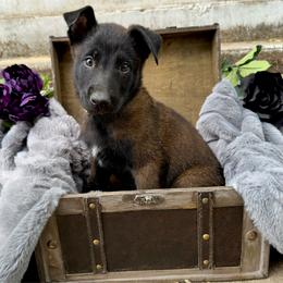 Obsidian - Fawn sable male Belgian Malinois puppy in Chino, California from BlueStone K9