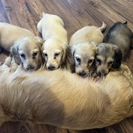 Dachshund Puppies from Honey Creek Dachshunds