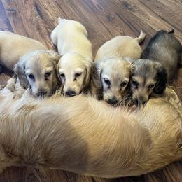 Dachshund Puppies from Honey Creek Dachshunds