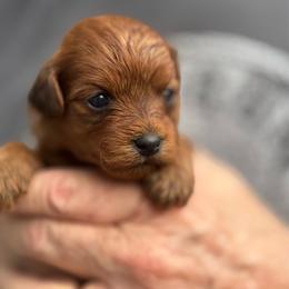 Hollie - Red female Havapoo puppy in Loveland, Colorado from Littledoodles2love