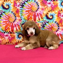 Pink - Brown female Poodle puppy in Houma, Louisiana from Smart Azz Poodles