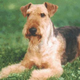 BO - Airedale Terrier