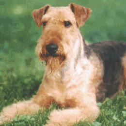 BO - Airedale Terrier