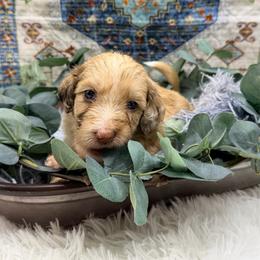 Pumpkin - Red merle female Aussiedoodle puppy in Taylor, Missouri from Pawsitively Doodles
