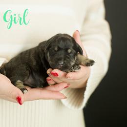 Aqua Girl - Black and silver female Miniature Schnauzer puppy in Commerce, Georgia from Peach State Miniature Schnauzers