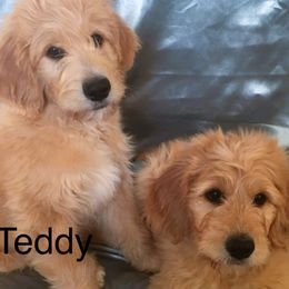 Goldendoodle Puppies from CharLia's Holistic English Cream Golden Retrievers & Doodles