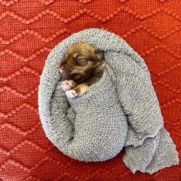 Miniature Schnauzer Puppies from Schnauzers on Robinson Lane