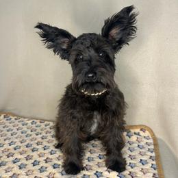 Radar - Miniature Schnauzer