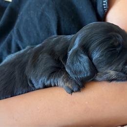 Dachshund puppies from Texoma Doxies