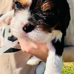 Zu - Tri-color female Cavalier King Charles Spaniel puppy in Tunbridge, Vermont from Solheimar