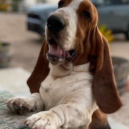 Basset Hounds from Wrinkle Basset Hounds