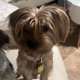 Coco - Yorkshire Terrier