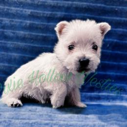 Blue - White male West Highland White Terrier puppy in Cleveland Tx, Texas from Pixie Hollow Westies