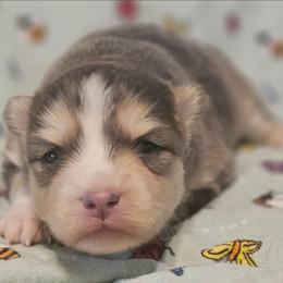 Vixey - Blue female Pomsky puppy in Stover, Missouri from Lx2 County Line Pomskies