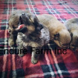 Labrador Retriever and Pomeranian Puppies from Endure Farm Inc